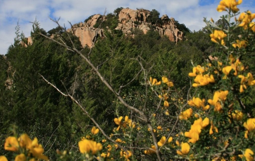 fiori-monte-zoppu-sardegna